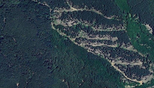 ПП "Зелено движение": Да спрем опасните за българските гори предложения на правителството