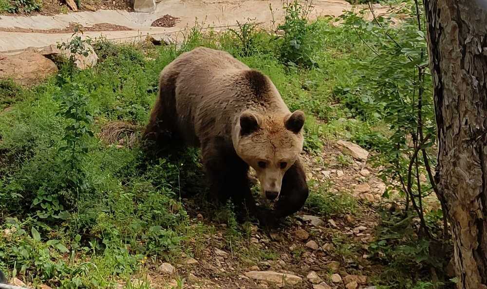 Всички животни в Зоопарк – Стара Загора са осигурени за зимата, каза за БТА директорът Найден Илинов