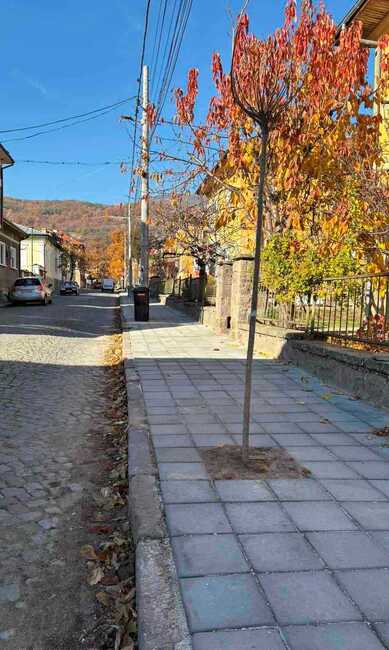 От Община Пещера засадиха 31 дръвчета в града