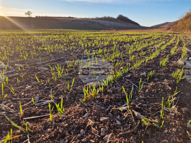 EC: Winter Crops in Good Condition in Most of Europe, Underdeveloped in Parts of Bulgaria