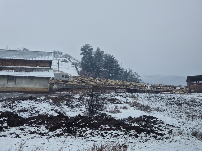 Няма напрежение между полицията и протестиращите животновъди във Велинград, каза говорителят на полицията Мирослав Стоянов