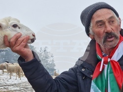 Велинград - овцеферма - протест