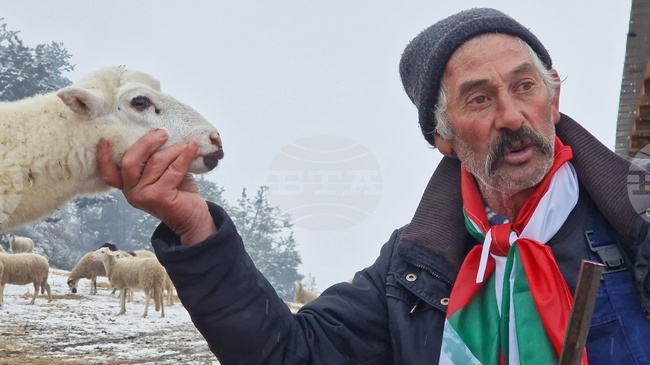 Велинград - овцеферма - протест