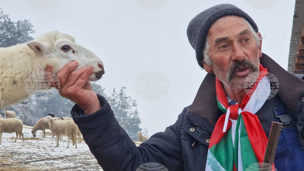 Велинград - овцеферма - протест