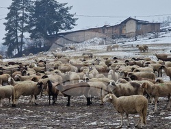 Велинград - овцеферма - протест