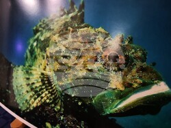 Варна - БНАПД - конференция