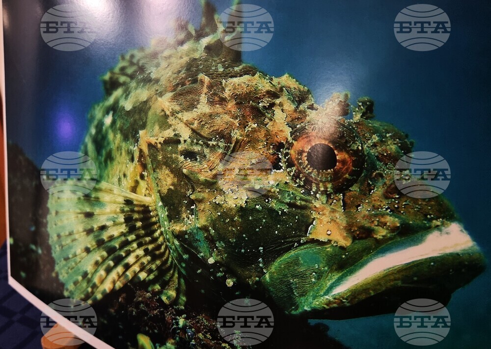 Варна - БНАПД - конференция