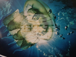 Варна - БНАПД - конференция