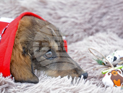 Снимка: Община Варна