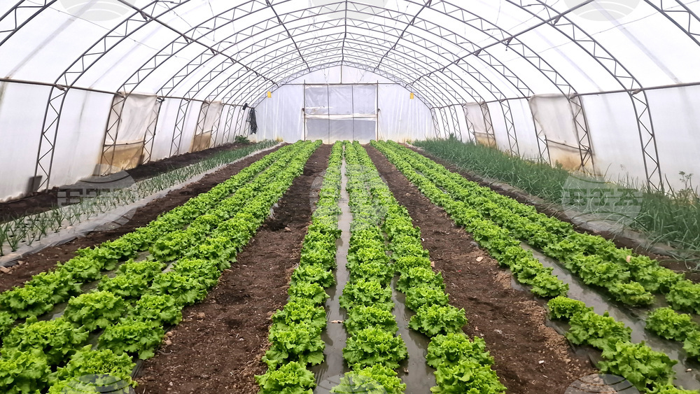 Троян - споделен ритуал - реколта - джаз - соул - оранжерии