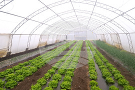 Троян - споделен ритуал - реколта - джаз - соул - оранжерии