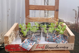 Троян - споделен ритуал - реколта - джаз - соул - оранжерии