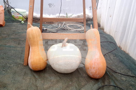 Троян - споделен ритуал - реколта - джаз - соул - оранжерии