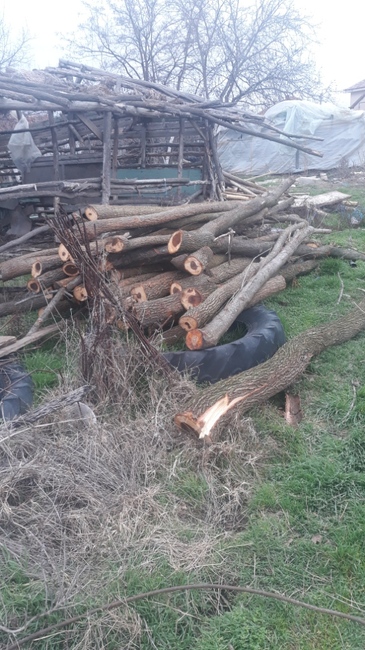 ИАГ: Горските инспектори от РДГ-Пловдив задържаха 15 кубика дърва за огрев 