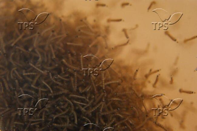 ТПС: Израелски стартъп революционализира контрола на комарите с помощта на изкуствен интелект