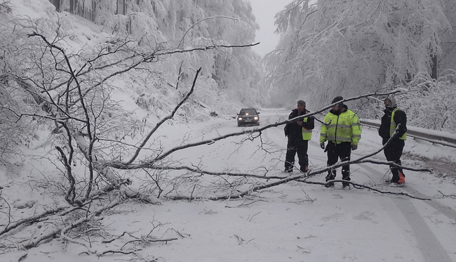 АПИ: Продължава разчистването на падналите дървета в прохода „Петрохан“ 