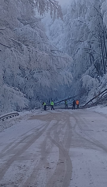 АПИ: 3 екипа продължават да премахват падналите дървета в прохода „Петрохан“