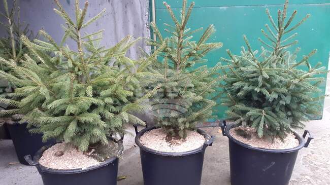 Четири стопанства в обхвата на Североизточното държавно предприятие ще предлагат коледни дръвчета