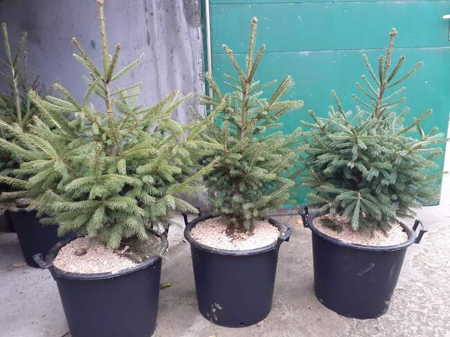 Четири стопанства в обхвата на Североизточното държавно предприятие ще предлагат коледни дръвчета