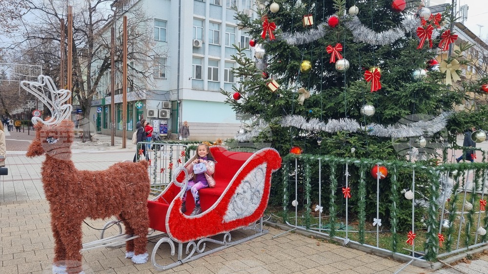 Търговище - градска елха - украса