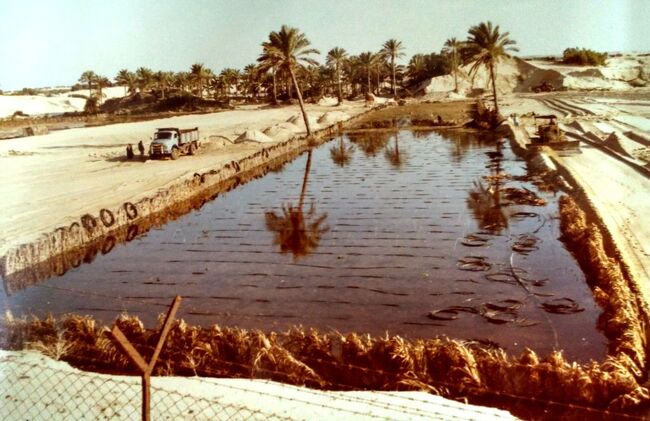 ТПС: Древна земеделска иновация дава надежда за бъдеща устойчивост, казват израелски изследователи