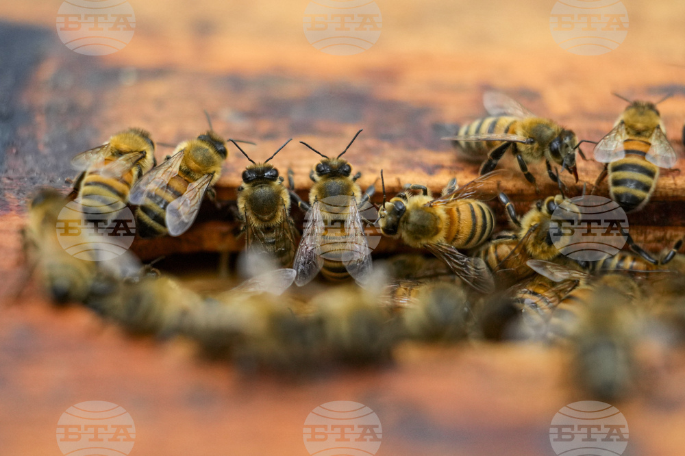 Учени разгадаха тайната на "дворцовите преврати" при пчелите