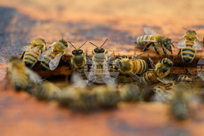 Учени разгадаха тайната на "дворцовите преврати" при пчелите