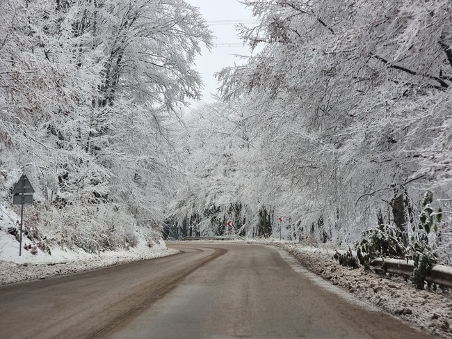 Проходът Петрохан в Стара планина е затворен от 10:00 до 15:00 часа днес за изрязване на надвиснали над пътя дървета