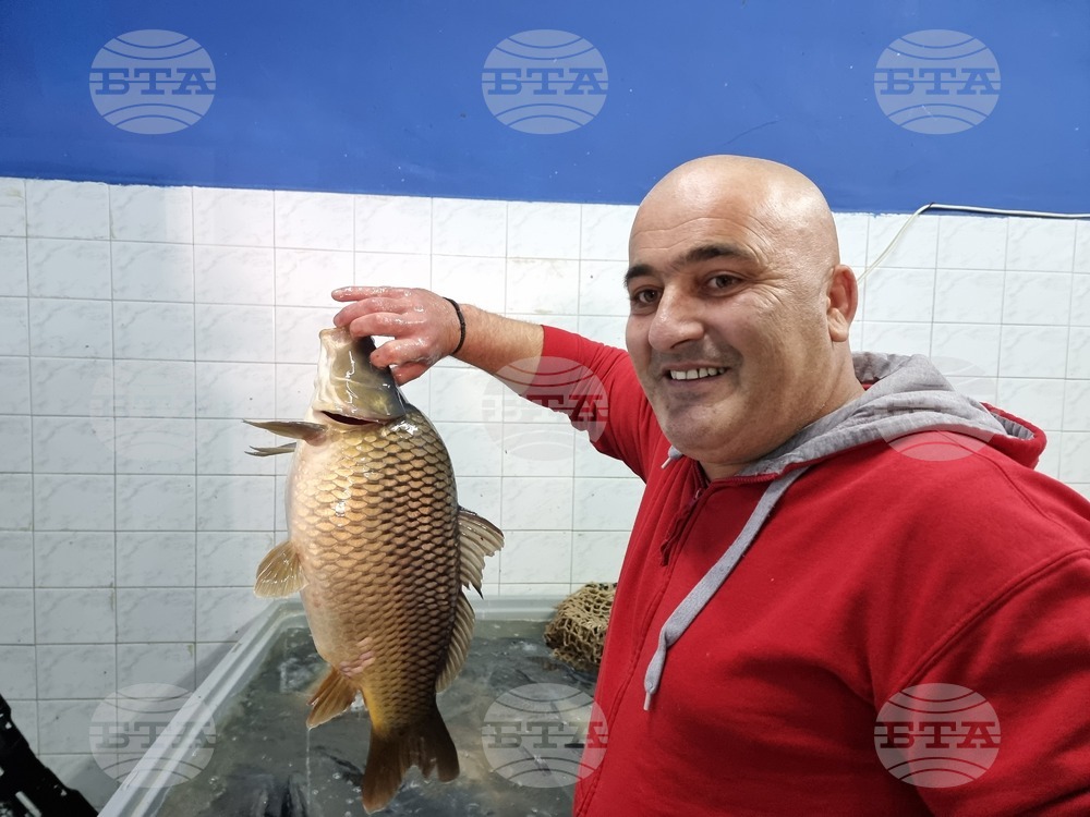 Никулденският шаран в Ямбол и тази година е по 8,50 лева за килограм жива риба