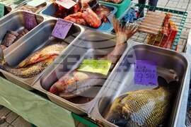 Търговище - риба - пазар