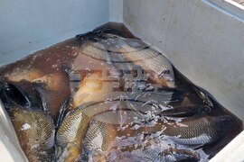 Търговище - риба - пазар