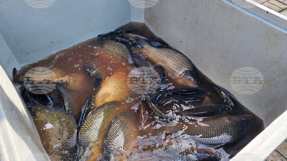 Търговище - риба - пазар