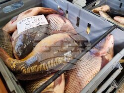 Сливен - Никулден - риба