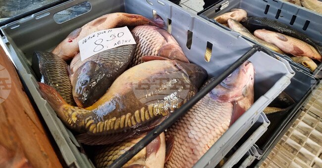 Сливен - Никулден - риба