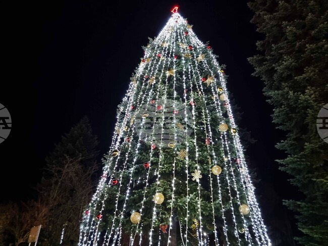 В Брезник за поредна година украсяват естествена коледна елха, висока над 10 метра