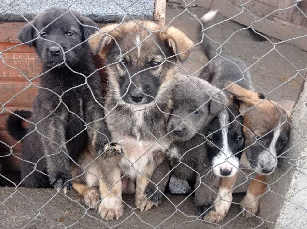 Усилията за ограничаване на популацията на безстопанствени кучета в Ямбол продължават, каза председателят на Общинския съвет Антон Шиков