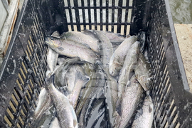 Село Мала църква - рибарник