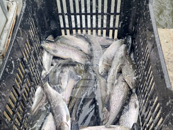 Село Мала църква - рибарник