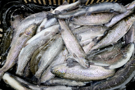 Село Мала църква - рибарник