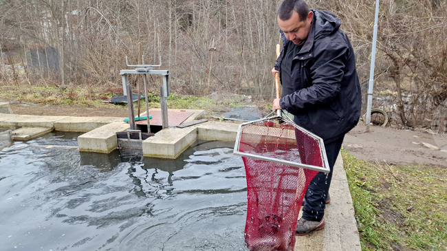 От 20 април до 8 май ще бъде отворен прием на заявления за предоставяне на помощ „де минимис“ за 2025 г. на производителите, отглеждащи сладководна риба