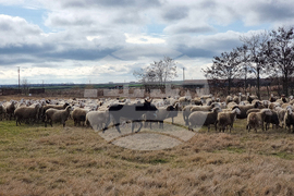 Село Зимница - Павел Илиев - животновъд
