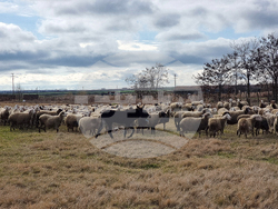 Село Зимница - Павел Илиев - животновъд