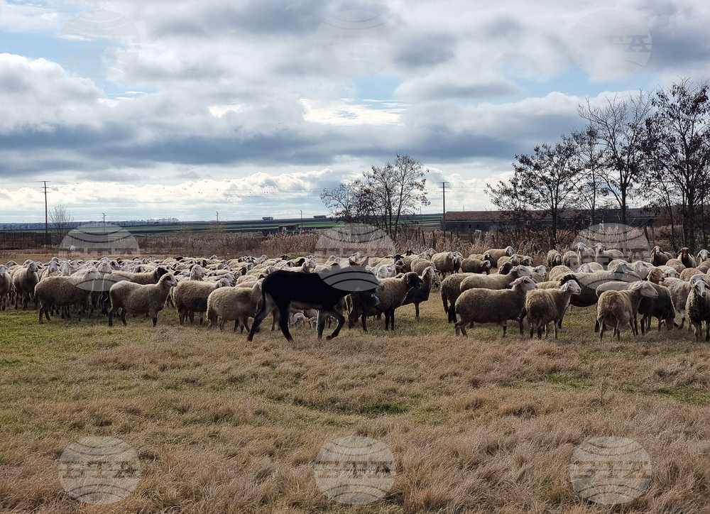 Село Зимница - Павел Илиев - животновъд