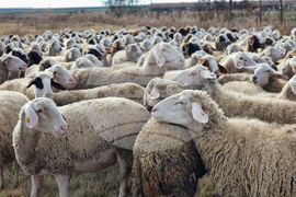 Село Зимница - Павел Илиев - животновъд