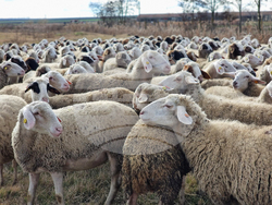 Село Зимница - Павел Илиев - животновъд