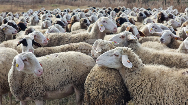 Comments on EU’s Plans for Farming Hand-outs in Next Budget