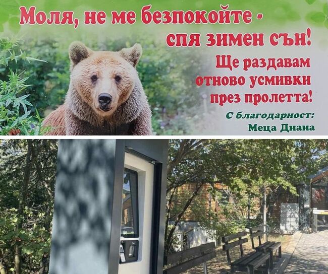 Община Стара Загора: Мечката Диана от Зоопарк Стара Загора заспа сладък зимен сън