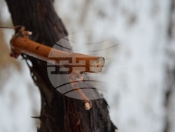 Снимка: Община Благоевград - Кметът на община Благоевград Илко Стоянов и кметът на Дъбрава Методи Стоянов короноваха Николай Стойнев за Цар на виното за 2023 г.