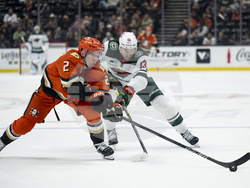Wild Ducks Hockey