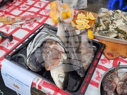 Шабла - Празник на рибената чорба